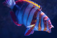 Tuskfish CMS version 1.1.1 stable