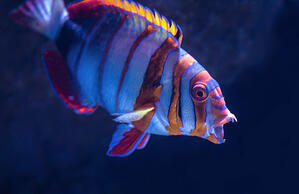 Tuskfish 2.0.5 released